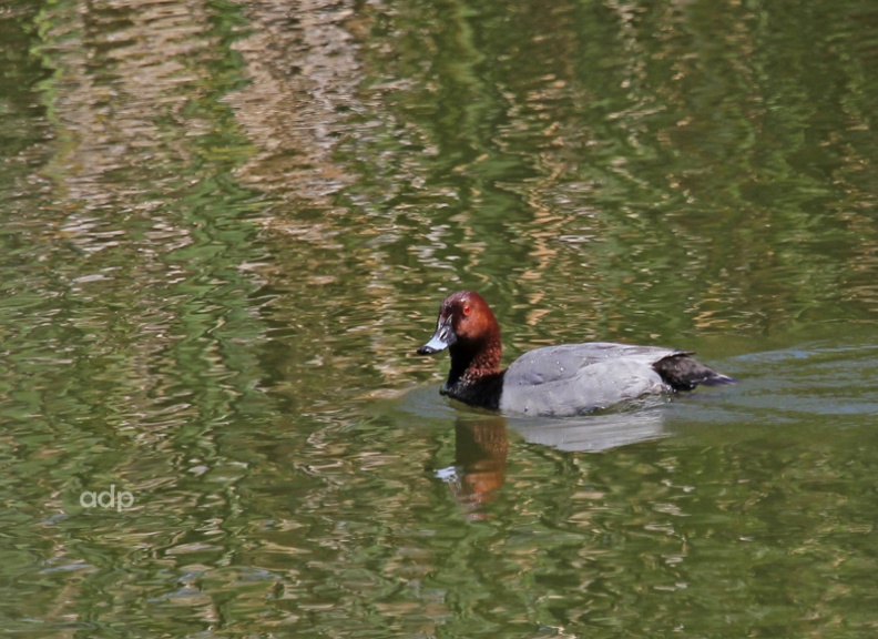 Pochard (Aythya ferina) adult male, Alan Prowse - IMG_2404qstt800c Pochard m QL.jpg IMG_2404qstt800c Pochard m QL.jpg